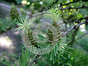 Young Green cone grow on branch among needles on fir tree