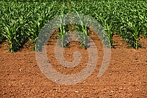 Young green corn crop seedling plants in cultivated perfectly clean agricultural plantation field with no weed, low angle view