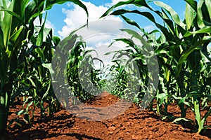 Young green corn crop seedling plants in cultivated perfectly clean agricultural plantation field with no weed, low angle view