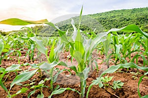 Young green corn field