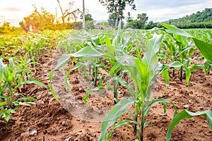 Young green corn field