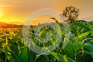 Young green corn field in agricultural garden and light shines sunset