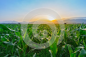 Young green corn field at Thailand agricultural garden and light shines sunset