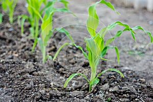 Young green corn