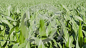 Young green corn growing on the field, background. Texture from young plants of corn, green background. Maize plantation
