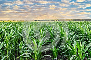 Young green corn growing on the field at sunset. Young Corn Plants. Corn grown in farmland, cornfield