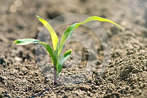 Young green corn growing on the field. Young Corn Plants.