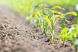 Young green corn growing on the field. Young Corn Plants.