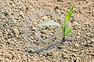 Young green corn growing on the field. Young Corn Plants.