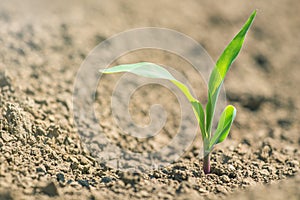 Young green corn growing on the field. Young Corn Plants.