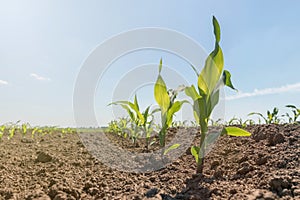 Young green corn growing on the field. Young Corn Plants.