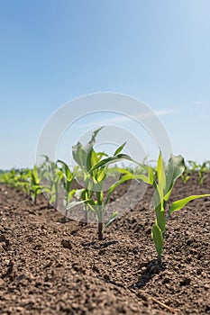 Young green corn growing on the field. Young Corn Plants.