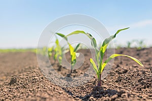 Young green corn growing on the field. Young Corn Plants.