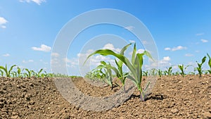 Young green corn growing on the field. Young Corn Plants.