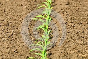 Young Green Corn Growing on the Field. Young Corn Plants