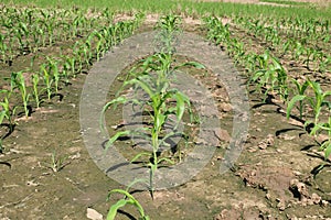 Young green corn growing on the field. Young Corn Plants