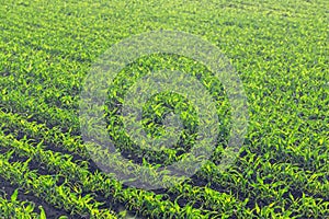 Young Green Corn Growing on the Field, Young Corn Plants