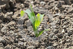 Young Green Corn Growing on the Field, Young Corn Plants