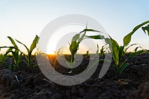 Young green corn grows on a field in black soil. Green corn field in the sunset. Fresh maize growing on garden land in rural or