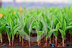 Young green corn, maize, sweet corn seedling