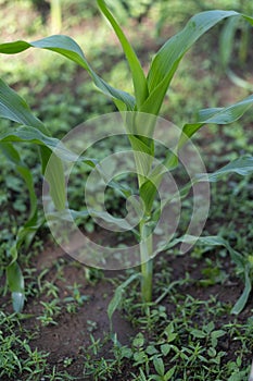 .Young green corn plant growing in morning light with dew drops, Dark tone