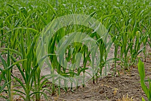Young green corn plants