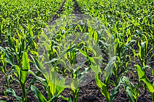 Young green corn plants on farmland