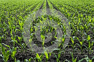 Young green corn plants on farmland