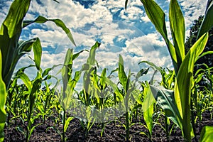 Young green corn plants on farmland - extreme low angle shot