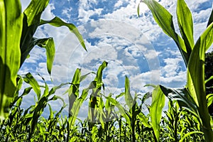 Young green corn plants on farmland - extreme low angle shot