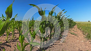 Young green corn plants on farmland in Germany Bavaria region. Green young corn growing in field in in bayern Bundesland