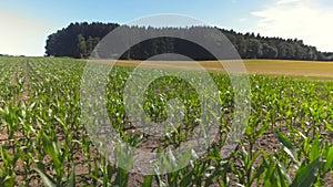 Young green corn plants on farmland in Germany Bavaria region. Green young corn growing in field in in bayern Bundesland