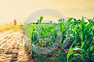 Young green corn plants on farmland. Plant Diseases