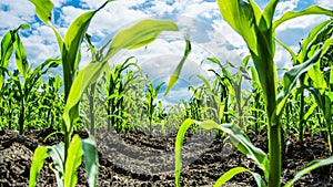 Young Green Corn Plants On Farmland With Tire Print From The Tractor - Extreme Low Angle Shot - Worm`s-Eye View