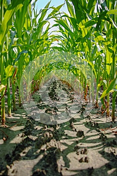Young green corn plants growing on farm field in rows