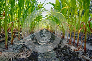 Young green corn plants growing on farm field in rows