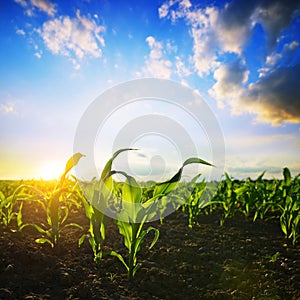 Young green corn plants growing on the field at sunset.