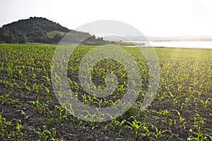 Young green corn seedlings, green corn plants growing on farm field