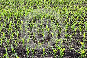 Green corn seedlings in spring on agricultural field