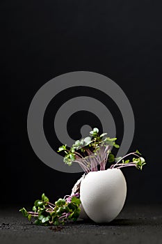 Young green cress-salad in an egg-shell on a black background