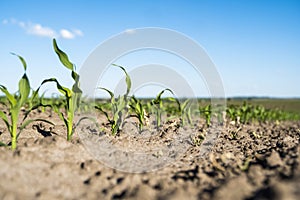 Young green crops of corn on agricultural field. Maize plants growing in rows. Agriculture.