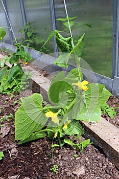 Young green cucumber blooms, planted in a greenhouse. Gardening and farming in Russia.