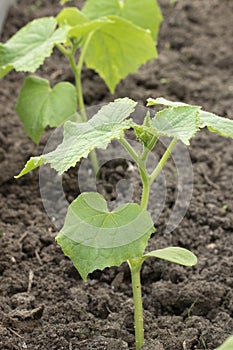 Young green cucumber plant. Closeup