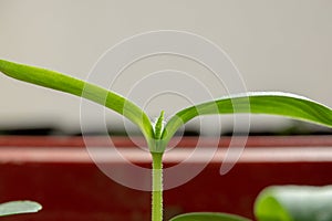 Young green cucumber plants growing macro shot