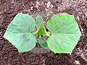 Young green cucumber seedling growing in soil in the garden in spring, growing organic vegetables and gardening concept