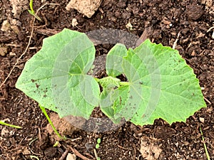 Young green cucumber seedling growing in soil in the garden in spring, growing organic vegetables and gardening concept