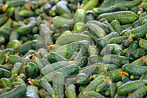 Young green cucumber used for pickling