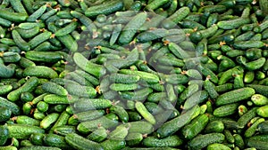 Young green cucumber used for pickling