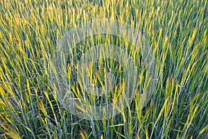 young green ears of wheat or rye, background of green ears of cereals with wide angle effect, plantation of wheat or rye, soft