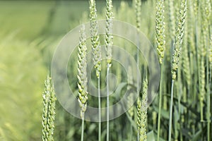 Young green ears of wheat triticum aestivum are blooming on a farmland. Grain cereal crop, health food